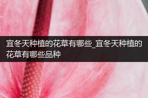 宜冬天种植的花草有哪些_宜冬天种植的花草有哪些品种