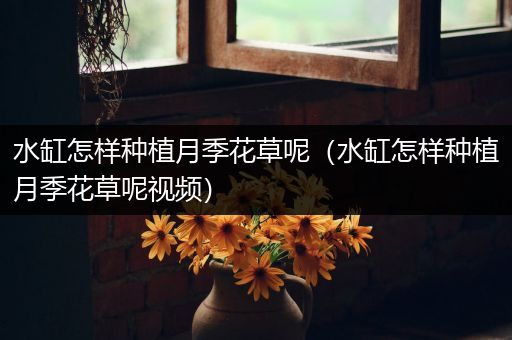 水缸怎样种植月季花草呢（水缸怎样种植月季花草呢视频）
