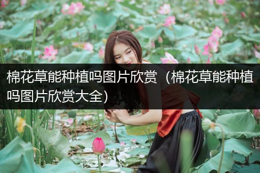 棉花草能种植吗图片欣赏（棉花草能种植吗图片欣赏大全）