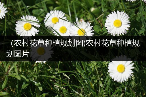 （农村花草种植规划图)农村花草种植规划图片