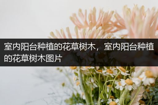 室内阳台种植的花草树木，室内阳台种植的花草树木图片