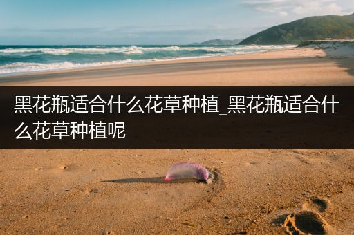 黑花瓶适合什么花草种植_黑花瓶适合什么花草种植呢