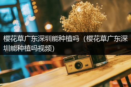 樱花草广东深圳能种植吗（樱花草广东深圳能种植吗视频）