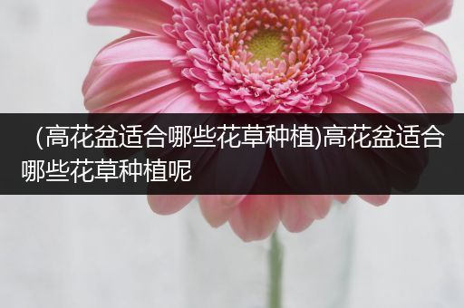 （高花盆适合哪些花草种植)高花盆适合哪些花草种植呢
