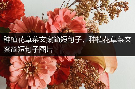 种植花草菜文案简短句子，种植花草菜文案简短句子图片