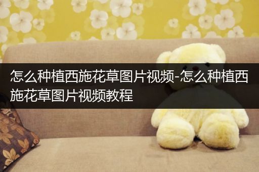 怎么种植西施花草图片视频-怎么种植西施花草图片视频教程