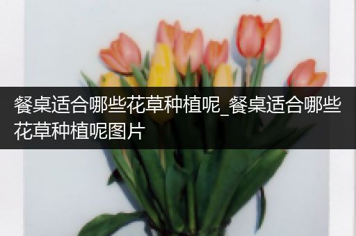 餐桌适合哪些花草种植呢_餐桌适合哪些花草种植呢图片