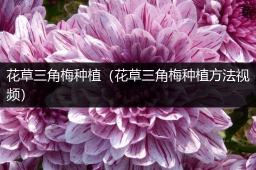 花草三角梅种植（花草三角梅种植方法视频）