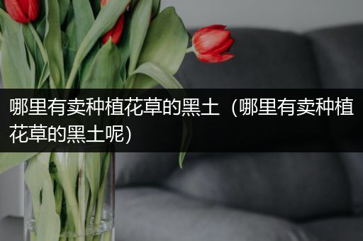 哪里有卖种植花草的黑土（哪里有卖种植花草的黑土呢）