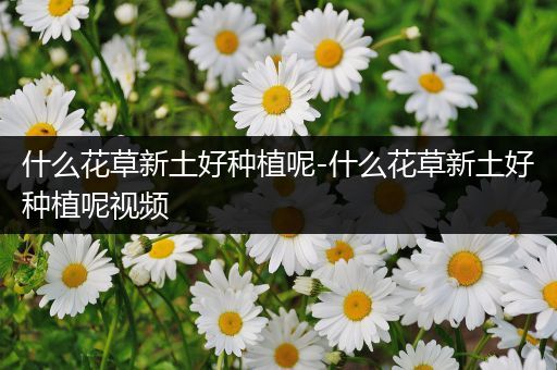 什么花草新土好种植呢-什么花草新土好种植呢视频