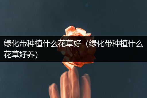 绿化带种植什么花草好（绿化带种植什么花草好养）
