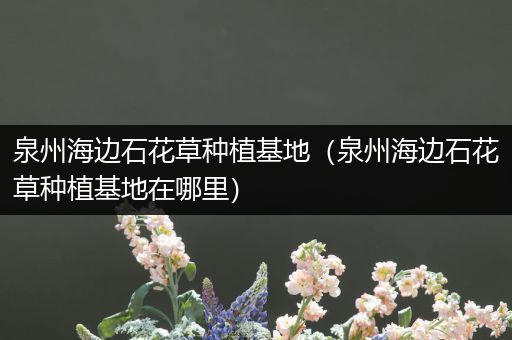 泉州海边石花草种植基地（泉州海边石花草种植基地在哪里）