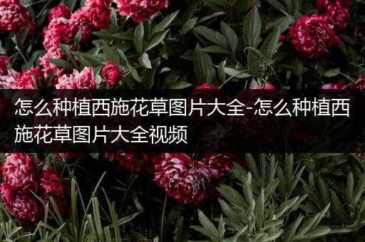 怎么种植西施花草图片大全-怎么种植西施花草图片大全视频