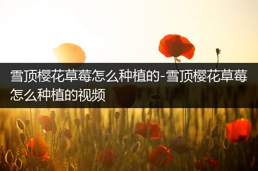 雪顶樱花草莓怎么种植的-雪顶樱花草莓怎么种植的视频