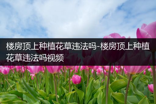楼房顶上种植花草违法吗-楼房顶上种植花草违法吗视频