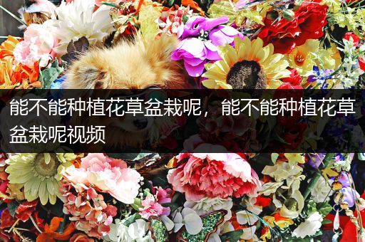 能不能种植花草盆栽呢，能不能种植花草盆栽呢视频