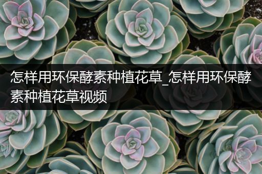 怎样用环保酵素种植花草_怎样用环保酵素种植花草视频
