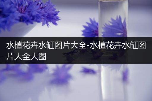 水植花卉水缸图片大全-水植花卉水缸图片大全大图