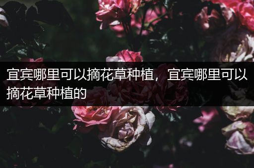 宜宾哪里可以摘花草种植，宜宾哪里可以摘花草种植的
