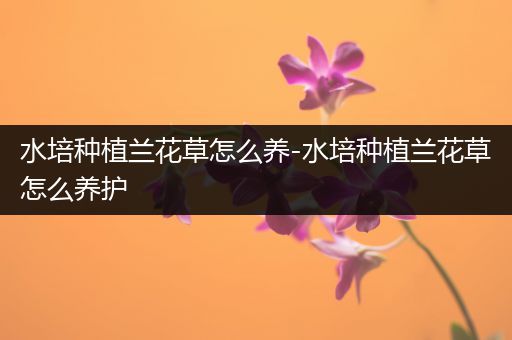 水培种植兰花草怎么养-水培种植兰花草怎么养护