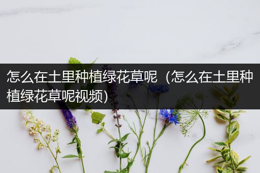怎么在土里种植绿花草呢（怎么在土里种植绿花草呢视频）