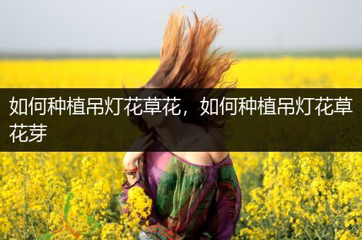 如何种植吊灯花草花，如何种植吊灯花草花芽