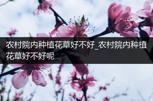 农村院内种植花草好不好_农村院内种植花草好不好呢