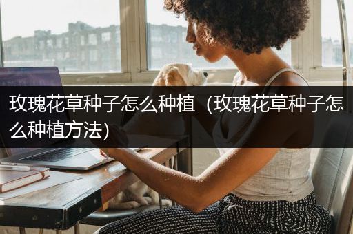 玫瑰花草种子怎么种植（玫瑰花草种子怎么种植方法）
