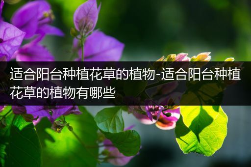 适合阳台种植花草的植物-适合阳台种植花草的植物有哪些