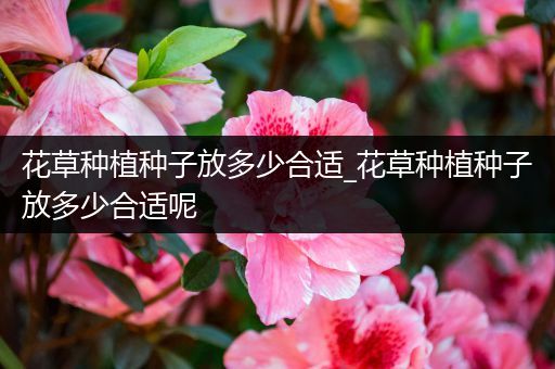 花草种植种子放多少合适_花草种植种子放多少合适呢