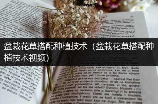 盆栽花草搭配种植技术（盆栽花草搭配种植技术视频）