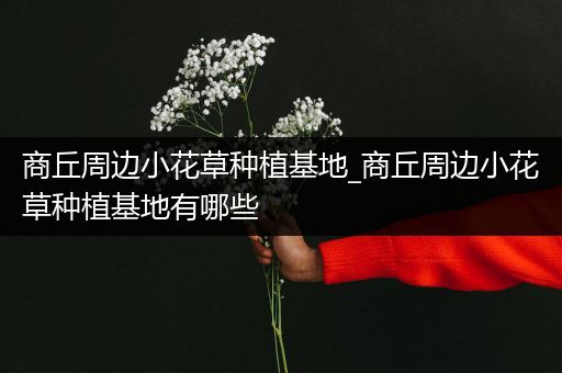 商丘周边小花草种植基地_商丘周边小花草种植基地有哪些