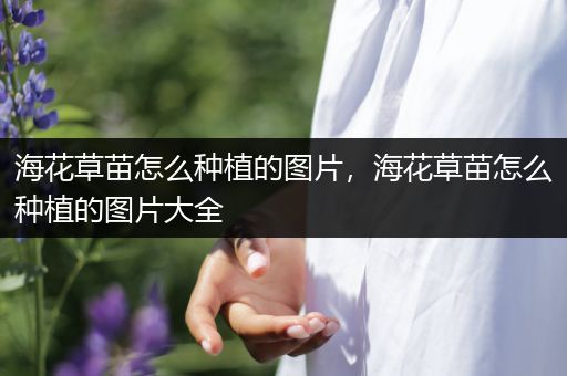 海花草苗怎么种植的图片，海花草苗怎么种植的图片大全