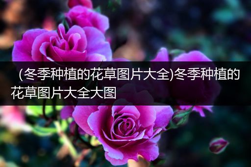 （冬季种植的花草图片大全)冬季种植的花草图片大全大图