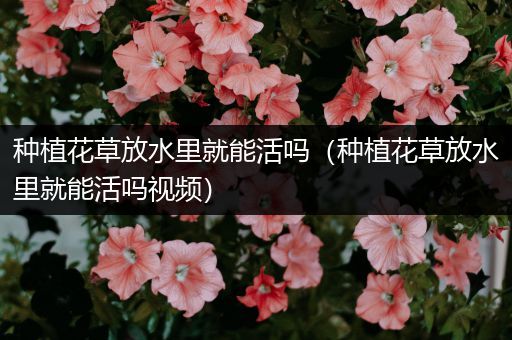 种植花草放水里就能活吗（种植花草放水里就能活吗视频）