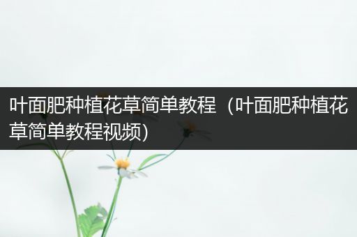叶面肥种植花草简单教程（叶面肥种植花草简单教程视频）