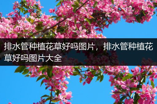 排水管种植花草好吗图片，排水管种植花草好吗图片大全