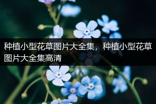种植小型花草图片大全集，种植小型花草图片大全集高清