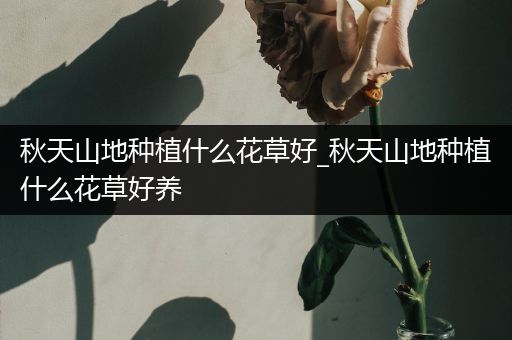 秋天山地种植什么花草好_秋天山地种植什么花草好养