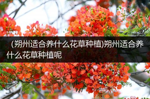 （朔州适合养什么花草种植)朔州适合养什么花草种植呢