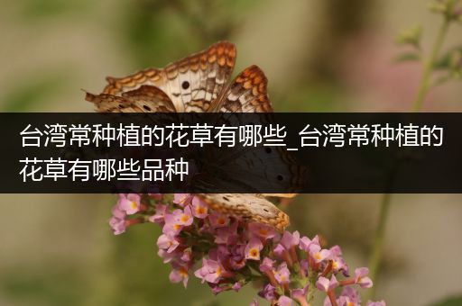 台湾常种植的花草有哪些_台湾常种植的花草有哪些品种