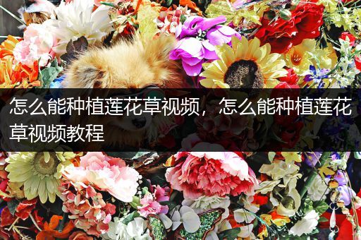 怎么能种植莲花草视频，怎么能种植莲花草视频教程