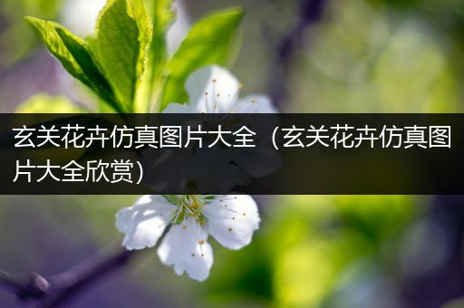 玄关花卉仿真图片大全（玄关花卉仿真图片大全欣赏）