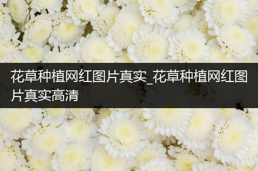 花草种植网红图片真实_花草种植网红图片真实高清