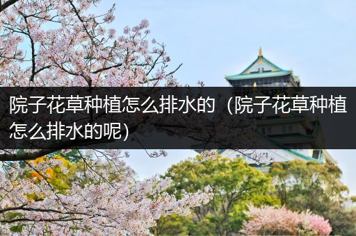 院子花草种植怎么排水的（院子花草种植怎么排水的呢）