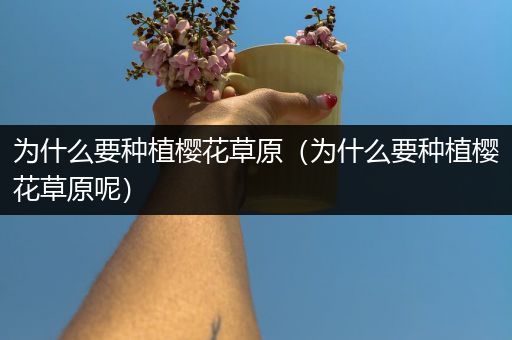 为什么要种植樱花草原（为什么要种植樱花草原呢）