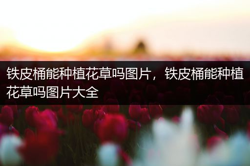 铁皮桶能种植花草吗图片，铁皮桶能种植花草吗图片大全