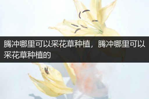 腾冲哪里可以采花草种植，腾冲哪里可以采花草种植的