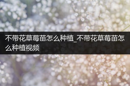 不带花草莓苗怎么种植_不带花草莓苗怎么种植视频
