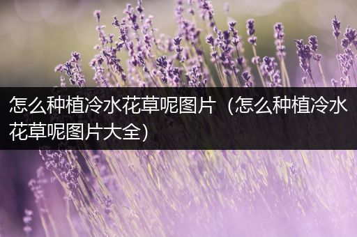 怎么种植冷水花草呢图片（怎么种植冷水花草呢图片大全）